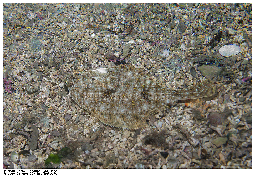 �����, ��������, ��������, ����, ����, ��������� ������, ��������� ����, ����������, �������������� �������, Pleuronectidae, ���������� �������, ������