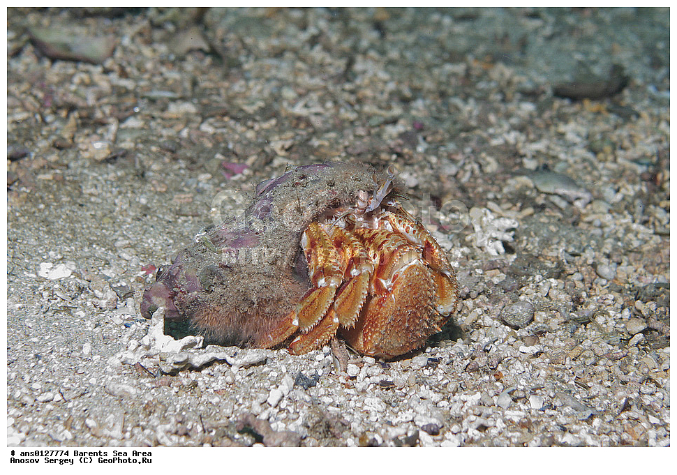 �����, ��������, ��������, ��������� ������, XYZ, ��������� ����, Paguridae, ������������ ���-���������, Pagurus bernhardus, ���������� �������, ������