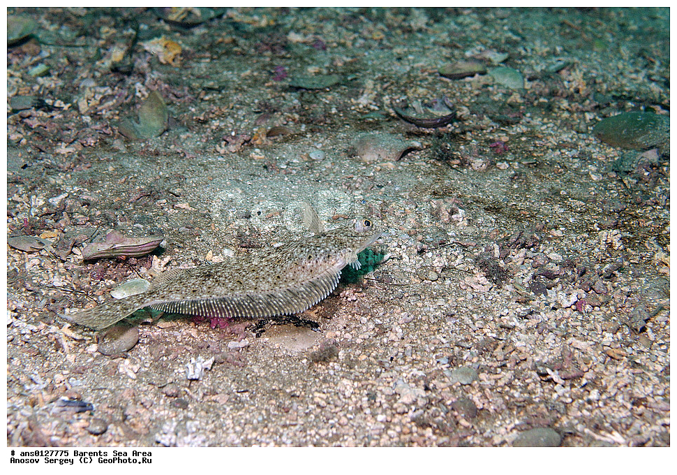 �����, ��������, ��������, ����, ����, ��������� ������, ��������� ����, ����������, �������������� �������, Pleuronectidae, ���������� �������, ������