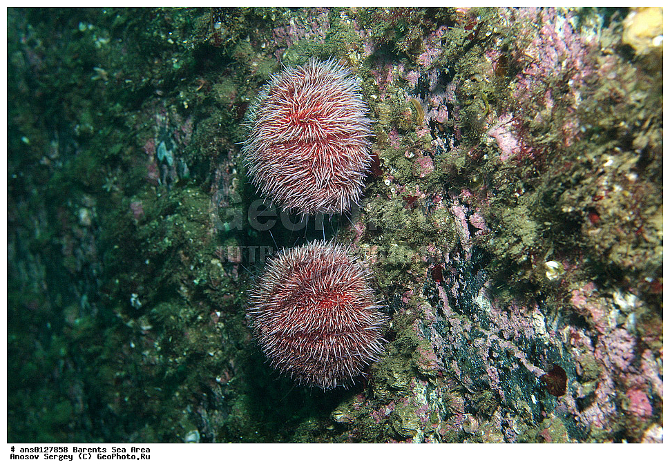 �����, ��������, ��������, ��������� ������, ��������� ����, ������� ��, ���������� �������, ������