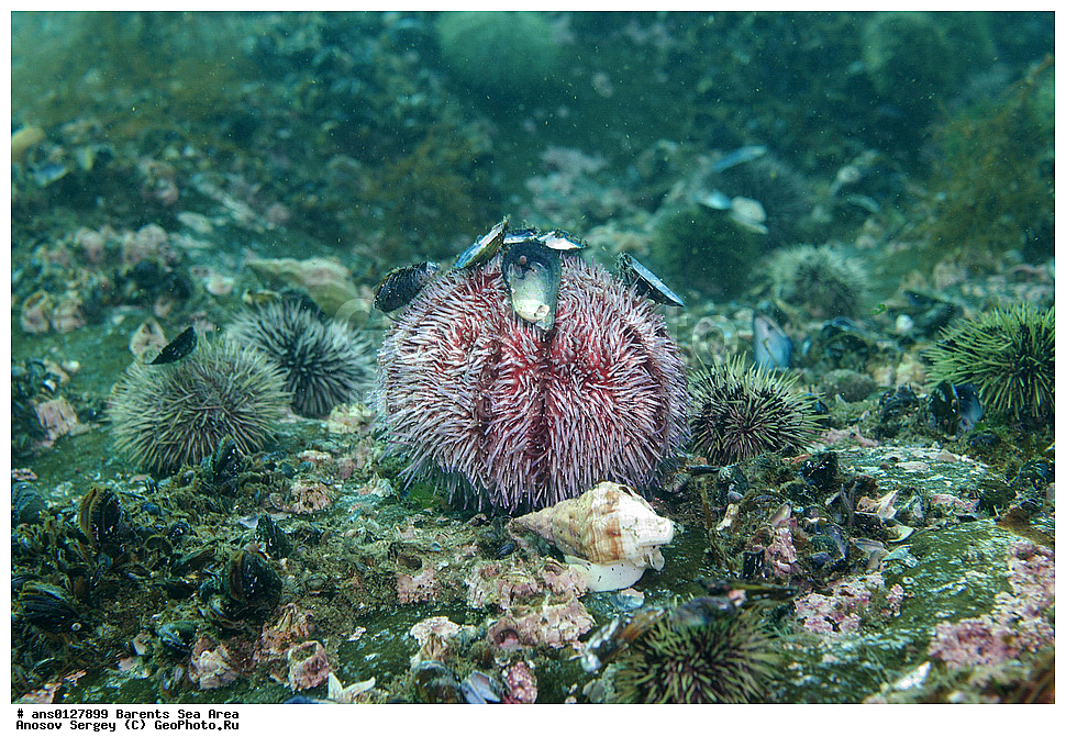 �����, ��������, ��������, ��������� ������, ��������� ����, ������� ��, ���������� �������, ������