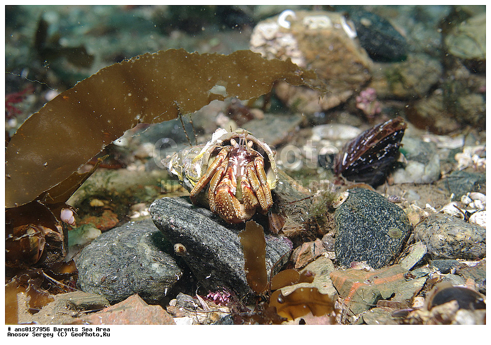 �����, ��������, ��������, ��������� ������, XYZ, ��������� ����, Paguridae, ������������ ���-���������, Pagurus bernhardus, ���������� �������, ������