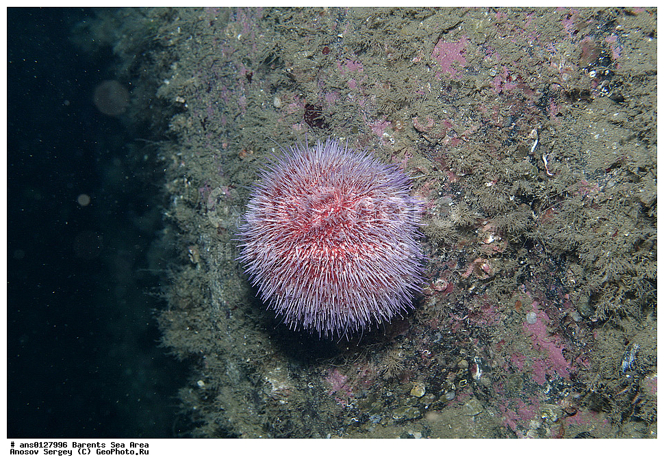 �����, ��������, ��������, ��������� ������, ��������� ����, ������� ��, ���������� �������, ������