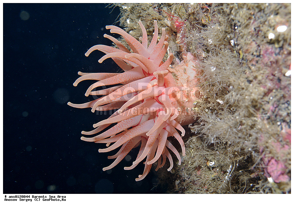 �����, ��������, ��������, ��������� ������, ��������� ����, ����������������, ���������� �������, ������