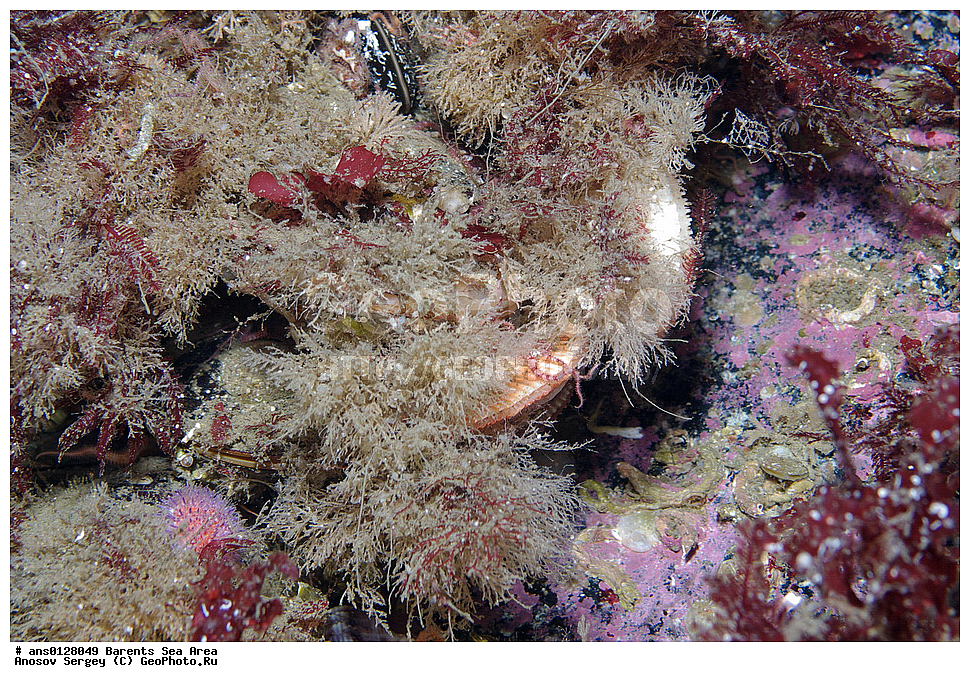 �����, ��������, ��������, ��������� ������, ��������� ����, ��������, ����������, ���������� �������, ������