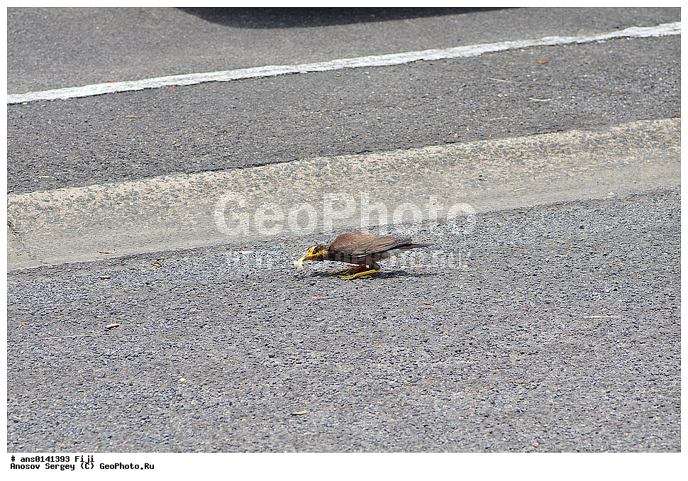 ��������, ��������, �����, �����, ��������, �����������, XYZ, �����, ����������, Sturnidae, ������������ �����, ���������� �������, Acridotheres tristis