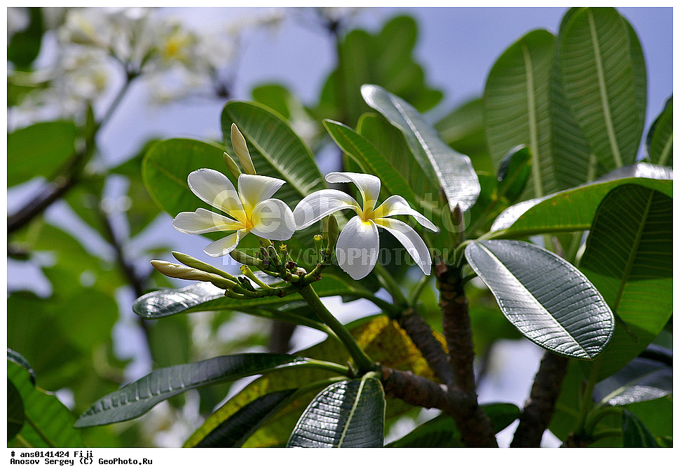 ������ ��������, �����, ��������,  ���������� ��������, ������� ��������, ������, �����, �����, XYZ, ��������, Apocynaceae, �������� �������, Plumeria rubra