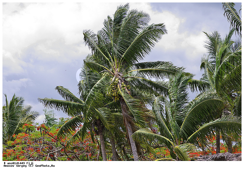 ������ ��������, �����, ��������,  ���������� ��������, ������� ��������, ������, �����, �����, XYZ, ���������, ������, ��������, Arecaceae, Palmae, Palmaceae, ��������� ������, Cocos nucifera