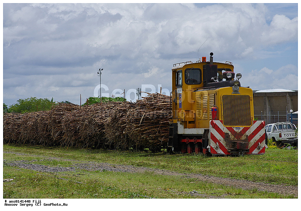 ������ ��������, �����, ��������,  ���������� ��������, �����, XYZ, �����, ����������, Gramineae, Poaceae, �������� �������� ��������������, Saccharum officinarum