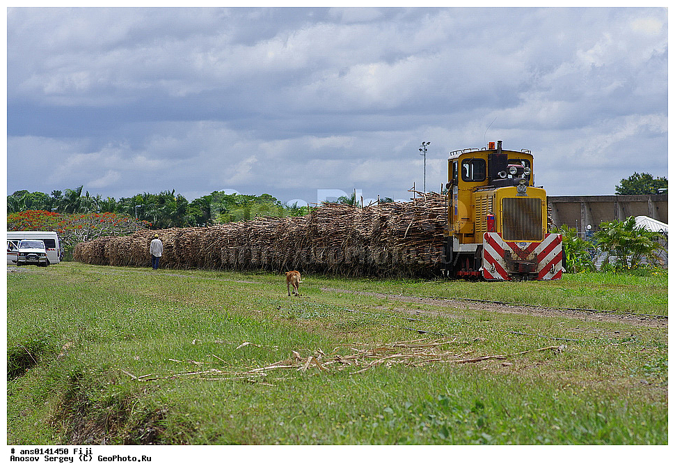 ������ ��������, �����, ��������,  ���������� ��������, �����, XYZ, �����, ����������, Gramineae, Poaceae, �������� �������� ��������������, Saccharum officinarum