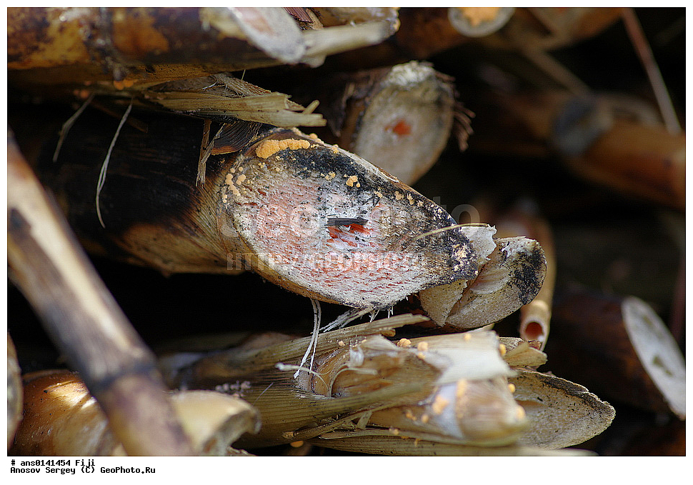 ������ ��������, �����, ��������,  ���������� ��������, �����, XYZ, �����, ����������, Gramineae, Poaceae, �������� �������� ��������������, Saccharum officinarum