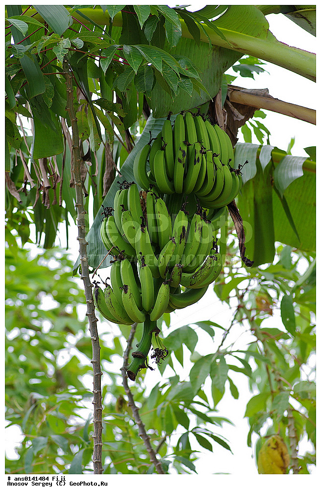 ������ ��������, �����, ��������,  ���������� ��������, ������� ��������, ����, �����, �����, XYZ, �������������, Amaryllidaceae, ����� �������, �����, Musa x paradisiaca, Musa acuminata x Musa balbisiana