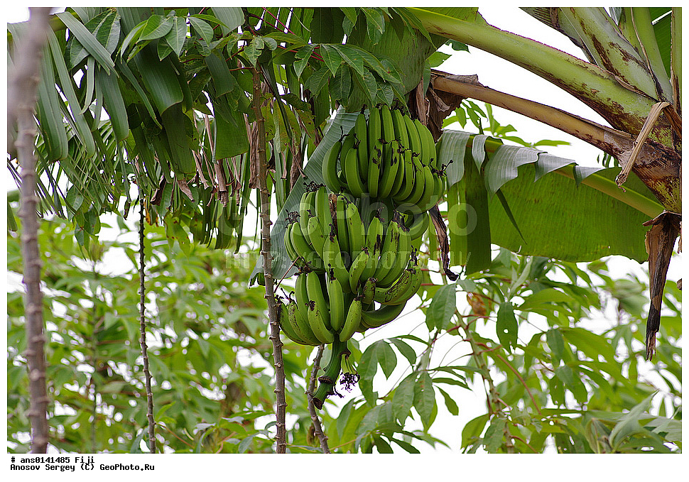 ������ ��������, �����, ��������,  ���������� ��������, ������� ��������, ����, �����, �����, XYZ, ���������, Musaceae, ����� �������, �����, Musa x paradisiaca, Musa acuminata x Musa balbisiana