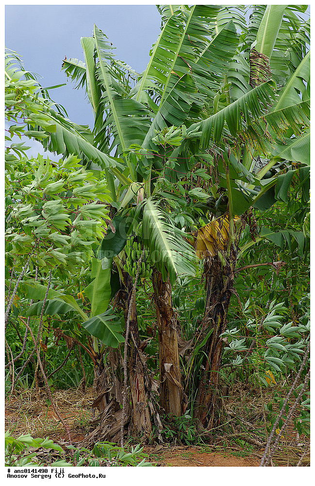 ������ ��������, �����, ��������,  ���������� ��������, ������� ��������, ����, �����, �����, XYZ, ���������, Musaceae, ����� �������, �����, Musa x paradisiaca, Musa acuminata x Musa balbisiana