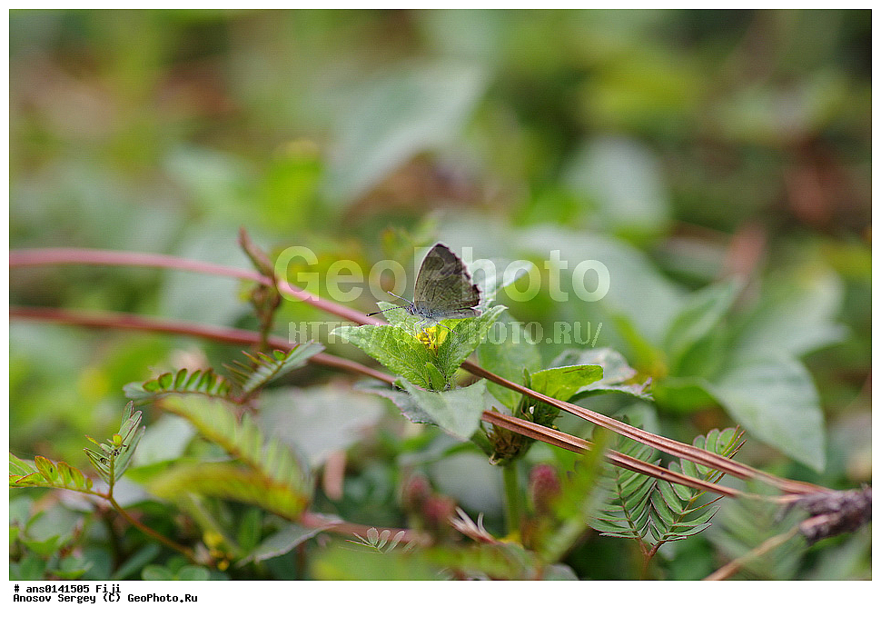 ��������, ��������, ���������, ���������, �������, �������, XYZ, �����, ���������, Lycaenidae, ���������, Zizina otis labradus, ��������������, �������������, ��������������