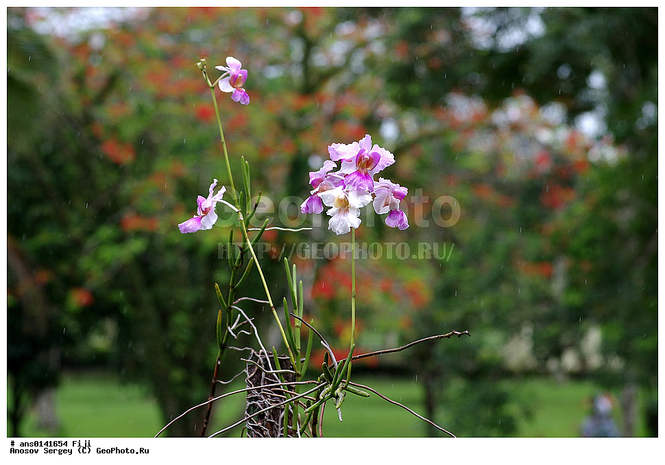 ������ ��������, �����, ��������,  ���������� ��������, ������� ��������, �����, XYZ, ��������, ������������, �������, Orchidaceae