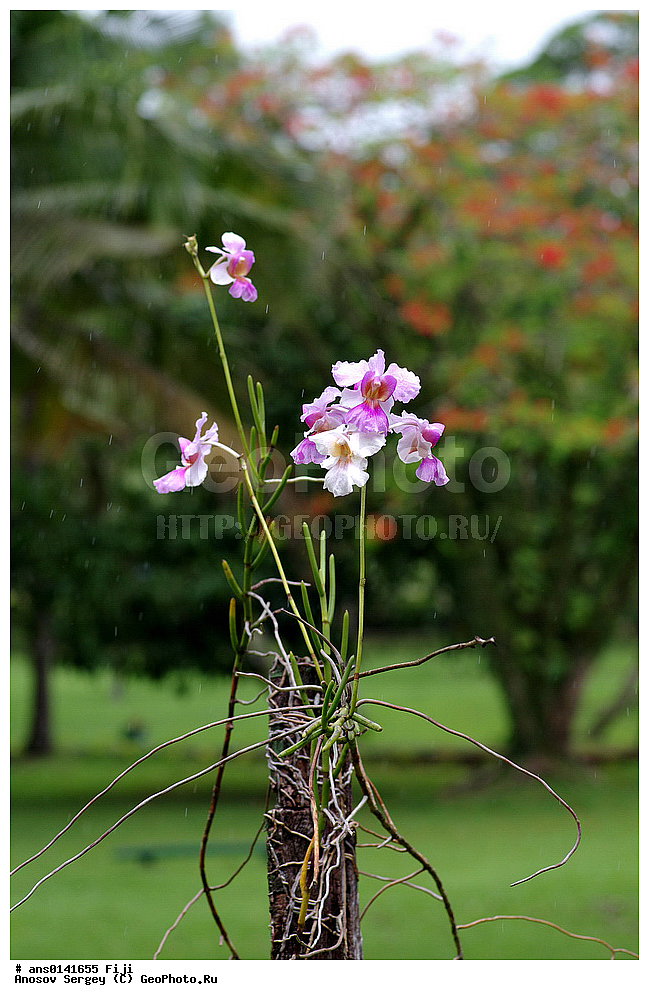 ������ ��������, �����, ��������,  ���������� ��������, ������� ��������, �����, XYZ, ��������, ������������, �������, Orchidaceae