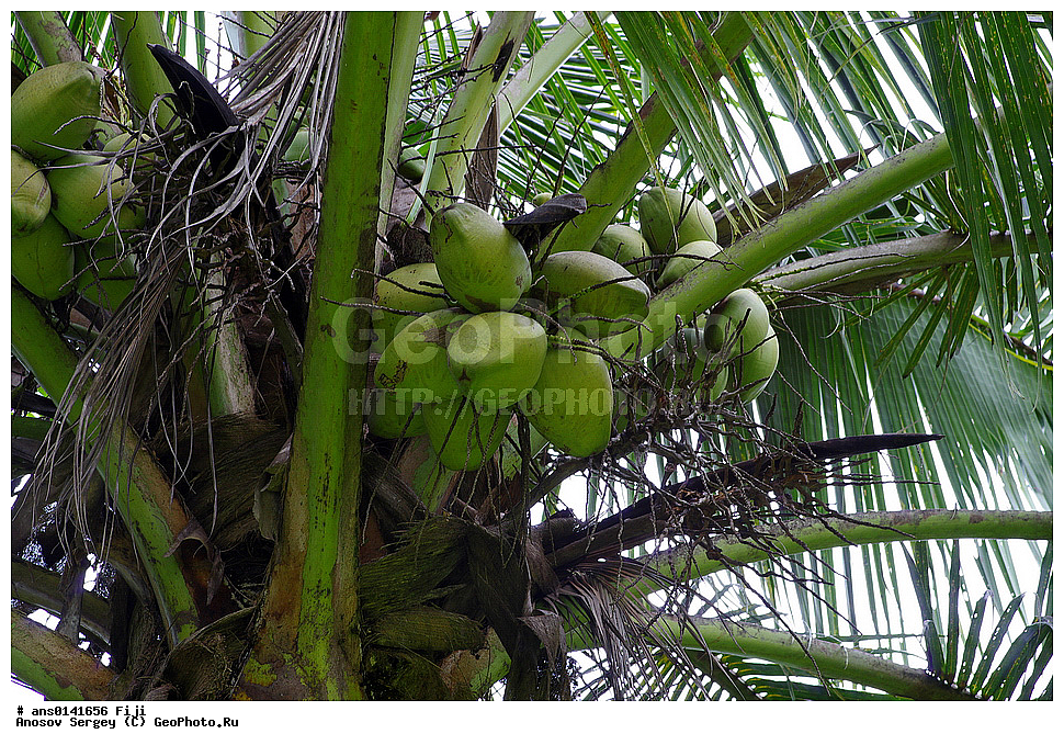 ������ ��������, �����, ��������,  ���������� ��������, ������� ��������, ������, �����, �����, XYZ, ���������, ������, ��������, Arecaceae, Palmae, Palmaceae, ��������� ������, Cocos nucifera