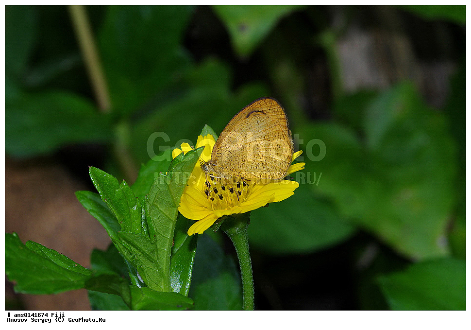 ��������, ��������, ���������, ���������, �������, �������, XYZ, �����, ����������, ������, ��������, Satyridae, ��������������, �������������, ��������������