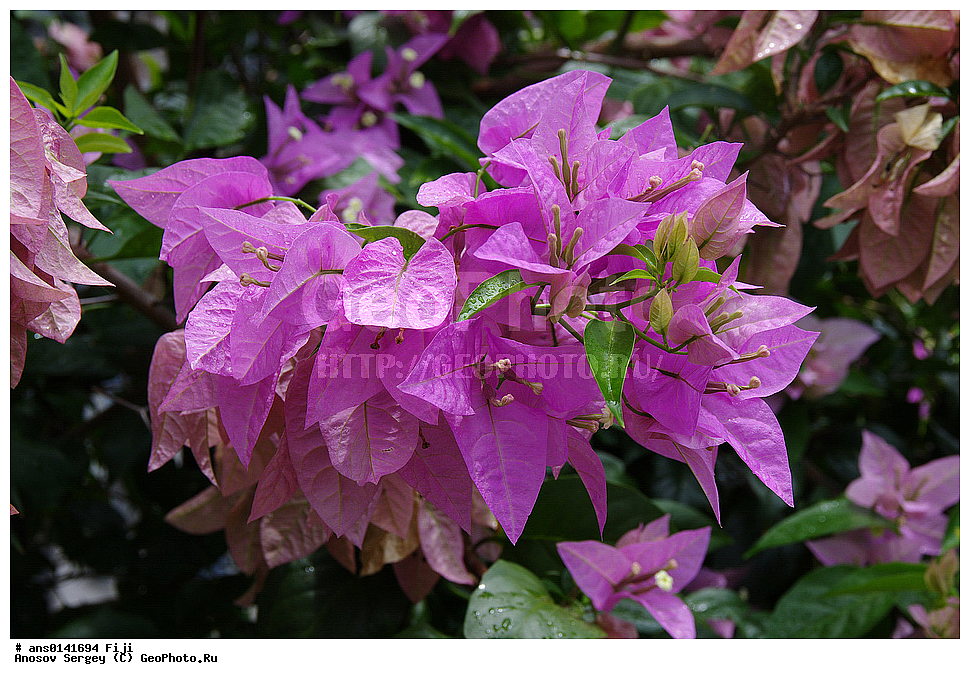 ������ ��������, �����, ��������,  ���������� ��������, ������� ��������, �����, ������������, �����������, Nyctaginaceae, ����������, Bougainvillea sp., ��������, �����, ������ ��������, ���������� ��������, ������� ��������, ������� ��������, ��������� ��������, ���������, ����������� ��������, ������, �����, XYZ, ������������, �����������, Nyctaginaceae, ���������� �����, Bougainvillea glabra