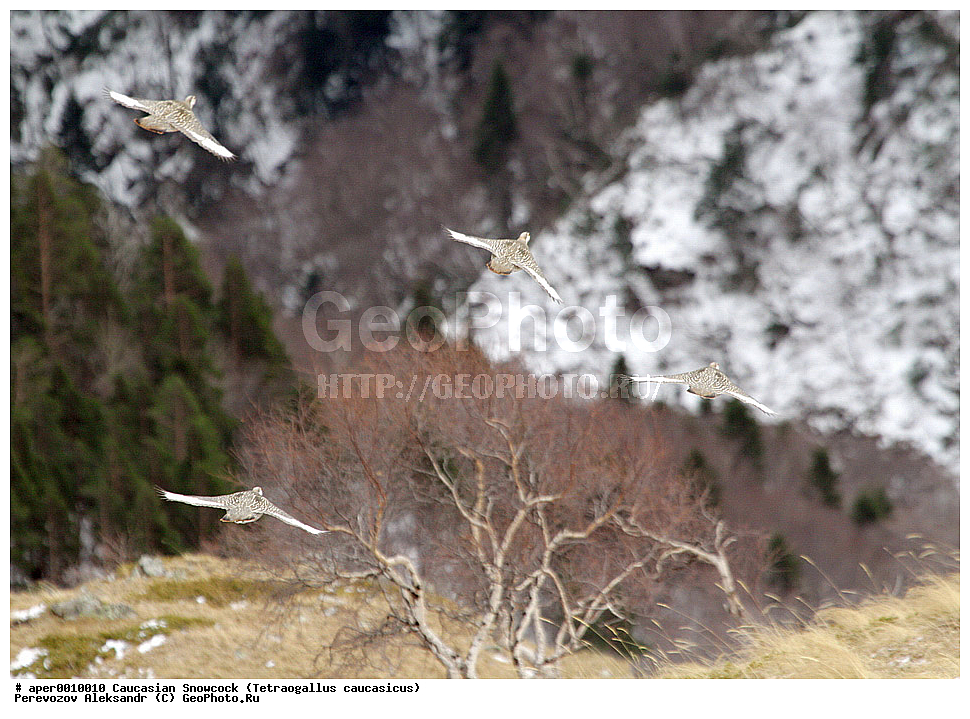  ���������� ����, ���������� ���������� ����������, ����, �����, �����, ����������� ������, �����, �����, XYZ, ���������, Phasianidae, ���������� ������ �������, Tetraogallus caucasicus, �����, �����, XYZ, ���������, Phasianidae, ���������� ������ �������, Tetraogallus caucasicus