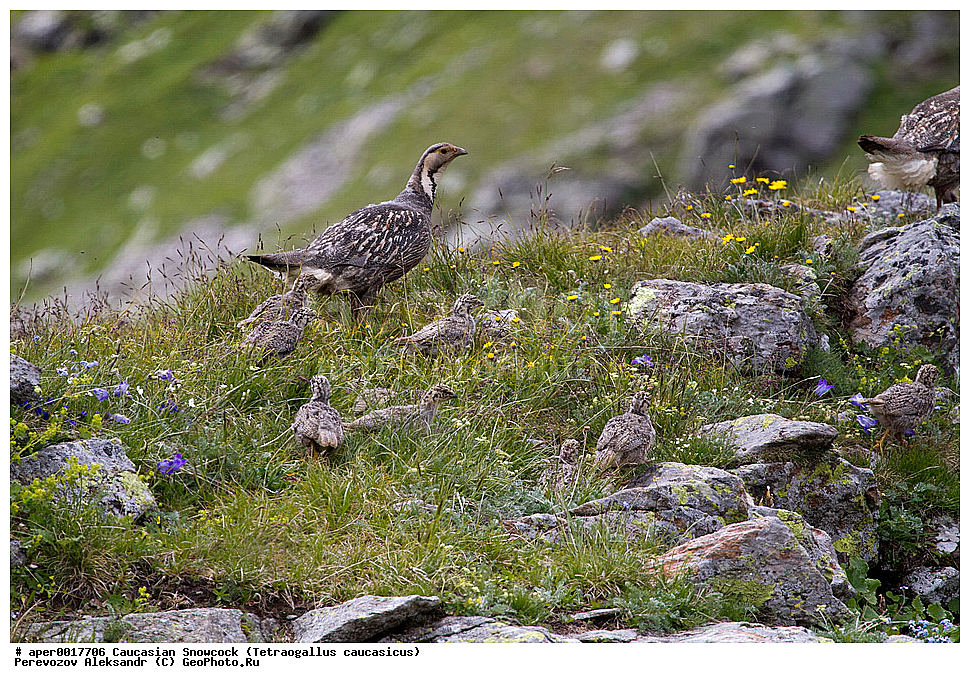  ���������� ����, ���������� ���������� ����������, ����, �����, �����, ����������� ������, �����, �����, XYZ, ���������, Phasianidae, ���������� ������ �������, Tetraogallus caucasicus, �����, �����, XYZ, ���������, Phasianidae, ���������� ������ �������, Tetraogallus caucasicus