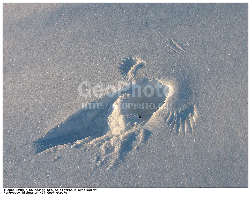 ���������� �������, ���������� ���������� ����������, ����, �����, �����, ����������� ������, ����, ����, �����, ����, ��������� �������, ��������, ��������, �����, �����, ��������, �����������, XYZ, �����������, Tetraonidae, ���������� �������, Lyrurus mlokosiewiczi, Tetrao mlokosiewiczi, Tetrao mlokosiewiczi