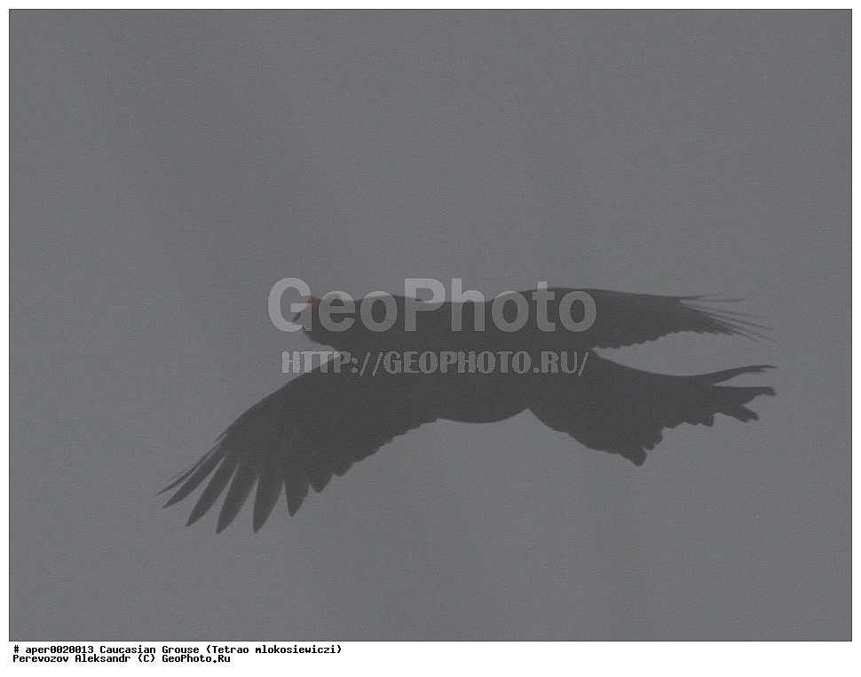 ���������� �������, ���������� ���������� ����������, ����, �����, �����, ����������� ������, �����, �����, XYZ, �����������, Tetraonidae, Tetrao mlokosiewiczi