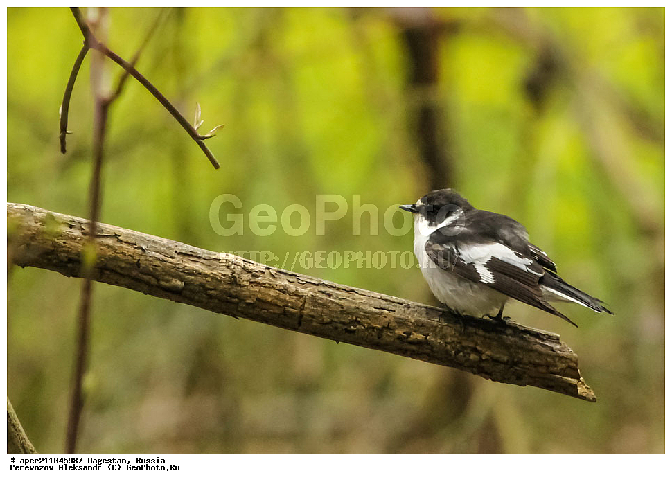 ��������� ���, ��������, ������, ��������, ��������, �����, �����, ��������, �����������, XYZ, ������������, Muscicapidae, ��������������� ���������, Ficedula semitorquata