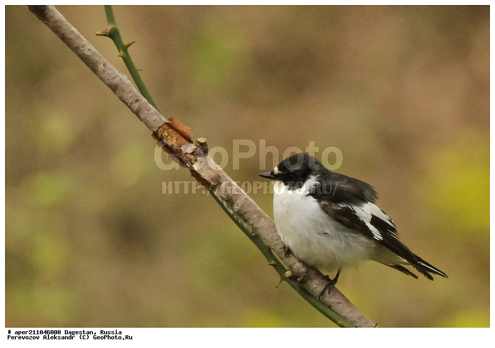 ��������� ���, ��������, ������, ��������, ��������, �����, �����, ��������, �����������, XYZ, ������������, Muscicapidae, ��������������� ���������, Ficedula semitorquata