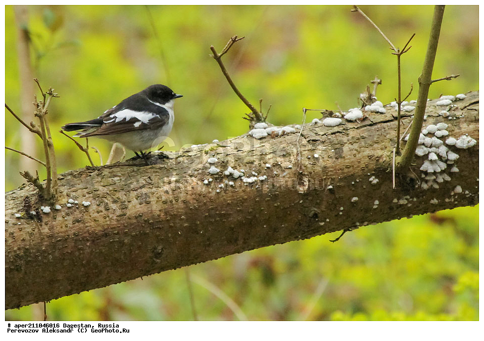 ��������� ���, ��������, ������, ��������, ��������, �����, �����, ��������, �����������, XYZ, ������������, Muscicapidae, ��������������� ���������, Ficedula semitorquata