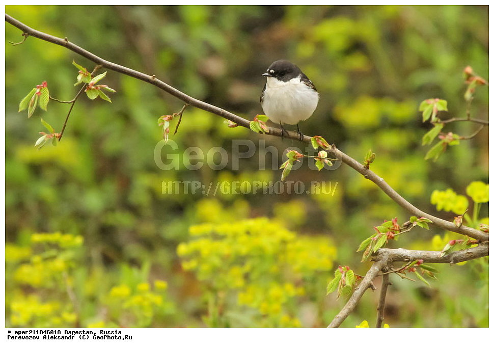 ��������� ���, ��������, ������, ��������, ��������, �����, �����, ��������, �����������, XYZ, ������������, Muscicapidae, ��������������� ���������, Ficedula semitorquata