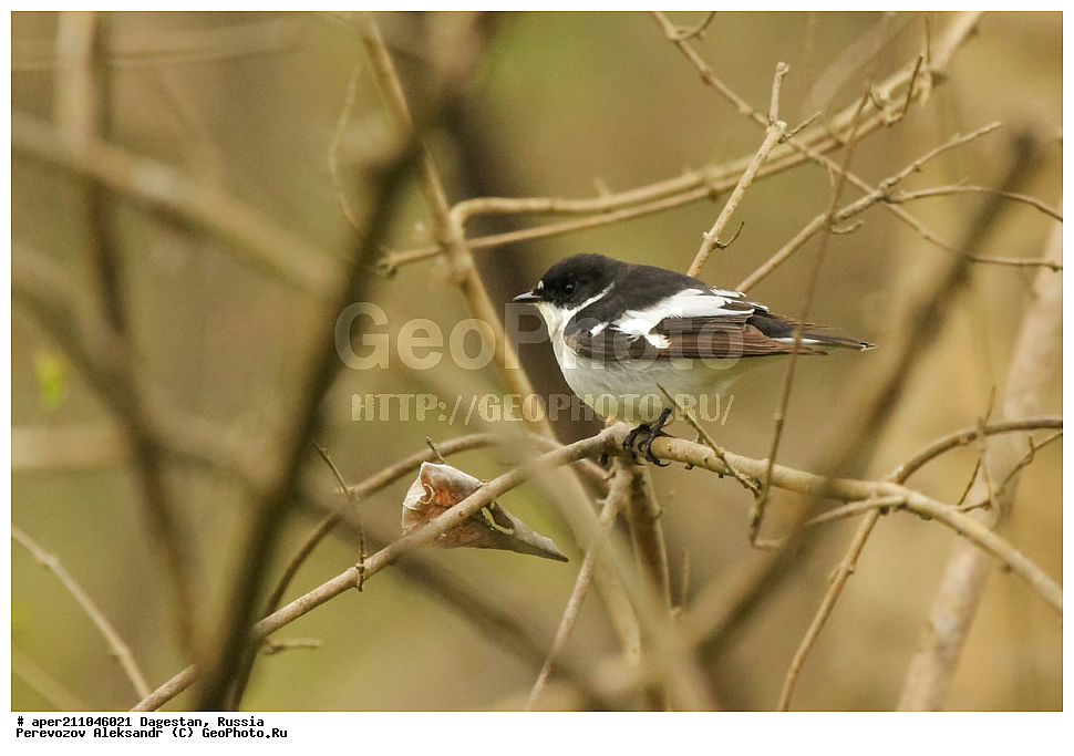 ��������� ���, ��������, ������, ��������, ��������, �����, �����, ��������, �����������, XYZ, ������������, Muscicapidae, ��������������� ���������, Ficedula semitorquata