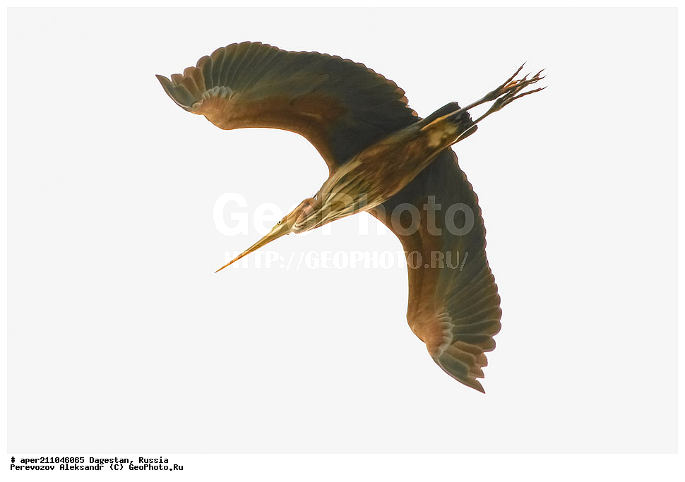 ��������� ���, ��������, ������, ��������, ��������, �����, �����, ��������, �����������, XYZ, ��������, Ardeidae, ����� �����, Ardea purpurea