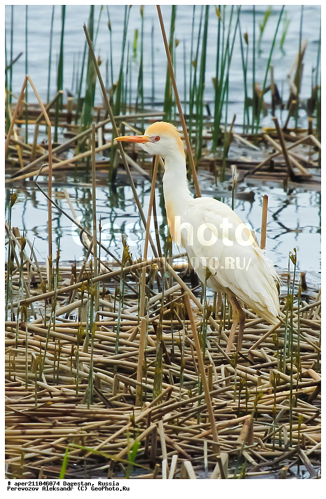 ����� ���� �����, ���������� ���������, ��������, ������, ��������, ��������, �����, �����, ��������, �����������, XYZ, ��������, Ardeidae, ���������� �����, Bubulcus ibis