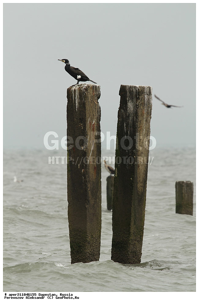 ����� ���� �����, ���������� ���������, ��������, ������, ��������, ��������, �����, �����, ��������, �����������, ������� �����, ������� �����, XYZ, ����������, Phalacrocoracidae, ������� ������, Phalacrocorax carbo