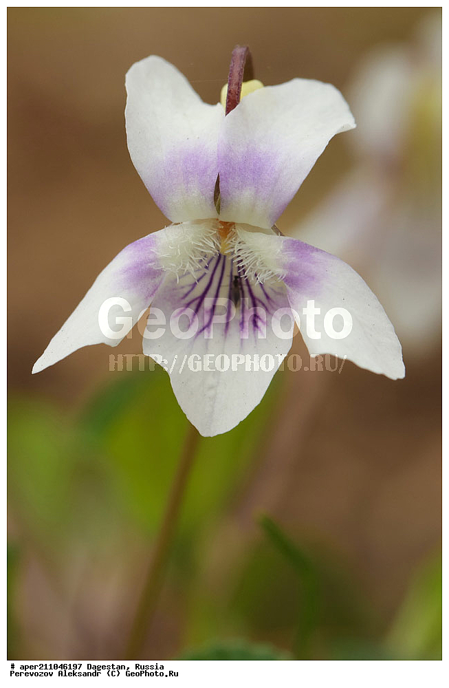 ��������� ���, ��������, ������, ������ ��������, �����, ���������� ��������, ������������ ��������, ������������ ��������, ������, �����, ���������, Violaceae, ������, Viola sp.