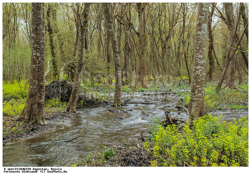 ��������� ���, ��������, �����, ���������