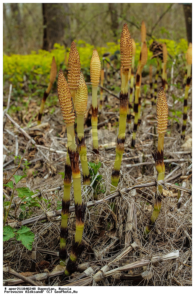 ��������� ���, ��������, �����, ���������