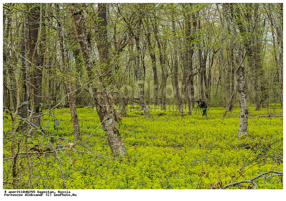 ��������� ���, ��������, �����, ���������