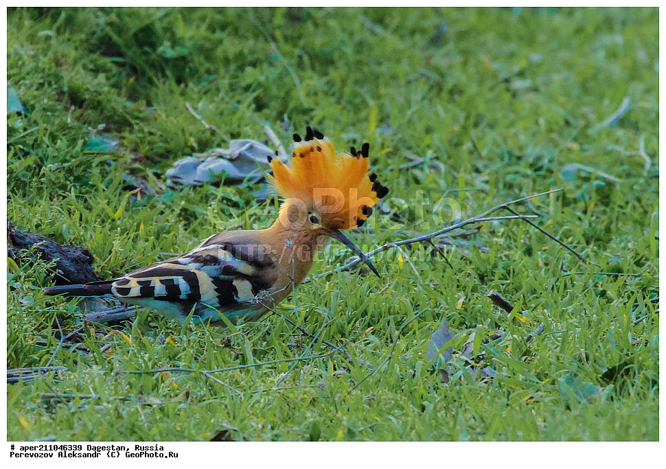 ��������� ���, ��������, ������, ��������, ��������, �����, �����, ��������, �����������, XYZ, �����, Upupidae, ����, Upupa epops