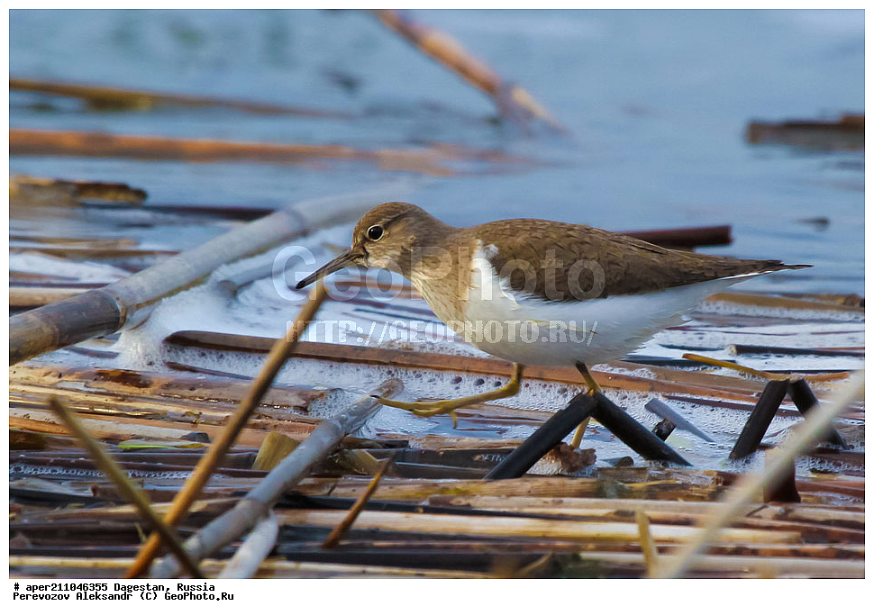 ����� ���� �����, ���������� ���������, ��������, ������, ��������, ��������, �����, �����, ��������, �����������, �����, ������, XYZ, ���������, Scolopacidae, ����������, Actitis hypoleucos