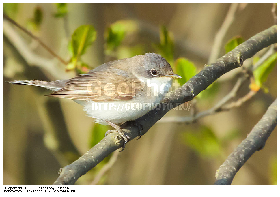 ��������� ���, ��������, ������, ��������, ��������, �����, �����, ��������, �����������, XYZ, ���������, Sylviidae, ������-���������, ������-���������, Sylvia curruca