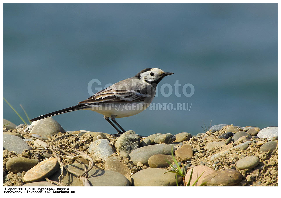 ����� ���� �����, ���������� ���������, ��������, ������, ��������, ��������, �����, �����, ��������, �����������, XYZ, �������������, Motacillidae, ����� ����������, Motacilla alba