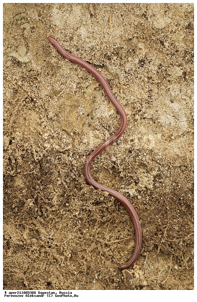 ����������� ������, ��������, ������, ��������, ��������, ������������ �����������, ������������� �����������, Typhlops vermicularis, ��������, ��������, ��������������, ��������������, ��������, ��������, ����, ����, XYZ, �����������, �������, Typhlopidae, ������������ �����������, ������������� �����������, Typhlops vermicularis