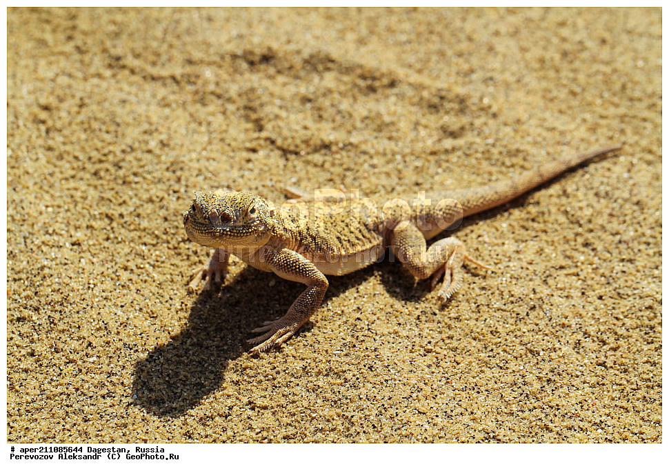 ����������� ������, ��������, ������, ��������, ��������, ������� �������������, Phrynocephalus mystaceus, ��������, �����, �������, ��������������, ��������������, ��������, ��������, �������, �������, XYZ, ��������, Agamidae