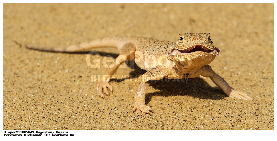 ����������� ������, ��������, ������, ��������, ��������, ������� �������������, Phrynocephalus mystaceus, ��������, �����, �������, , , ��������������, ��������������, ��������, ��������, �������, �������, XYZ, ��������, Agamidae