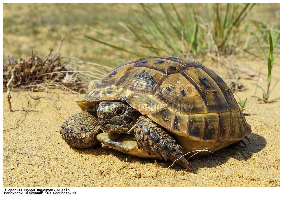 ����������� ������, ��������, ������, ��������, ��������, ����������������� ��������, ��������� ��������, ���������� ��������, Testudo graeca 
