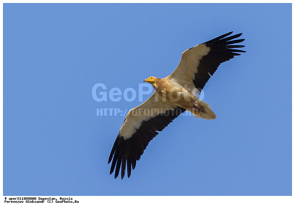 ����������� ������, ��������, ������, ��������, ��������, �����, �����, ��������, �����������, ������ �����, ������ �����, XYZ, ����������, Accipitridae, ������������ ����������, Neophron percnopterus