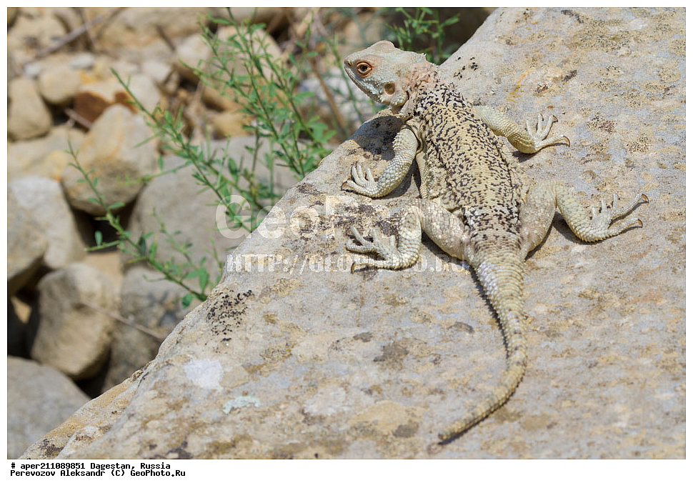 ����������� ������, ��������, ������, ��������, ��������, ���������� �����, Laudakia caucasia, ������ ����-���, ��������, ��������, ��������, ��������������, ��������������, ��������, ��������, XYZ, ��������, ���������� �����, Laudakia caucasia, Paralaudakia caucasia, Stellio caucasicus, ��������, ��������, ��������������, ��������������, ��������, ��������, XYZ, ��������, ���������� �����, Laudakia caucasia, Paralaudakia caucasia, Stellio caucasicus